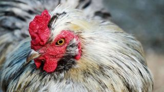 Les deux foyers d’influenza aviaire hautement pathogène détectés en France pourraient avoir un lien à travers le transport. © Pixabay Les deux foyers d’influenza aviaire hautement pathogène détectés en France pourraient avoir un lien à travers le transport. © Pixabay